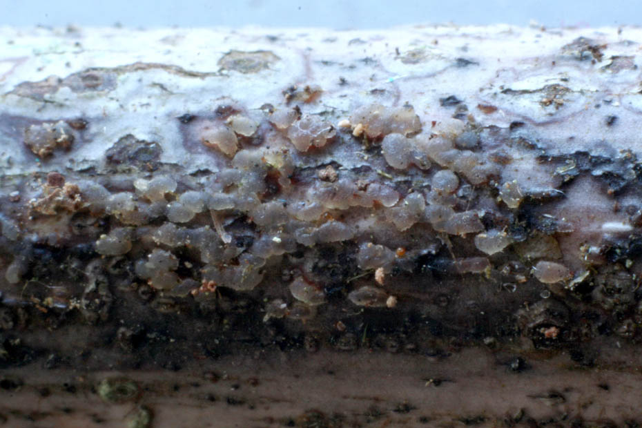 Myxarium atratum